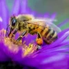 16 August . World Honey Bee Day