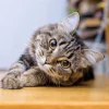 International Cat Day - August 8