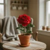 Feb 7th Rose Day