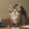 July 10 - National Kitten Day