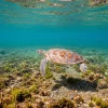World Sea Turtle Day 16 June