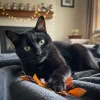 Oct 27 National Black Cat Day