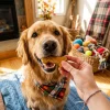 National Treat Your Pet Day Oct 30